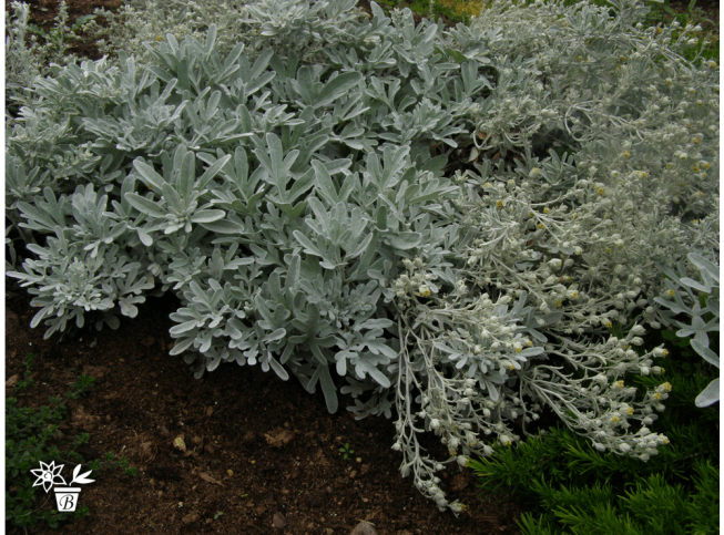 Artemisia stelleriana   'Boughton Silver'